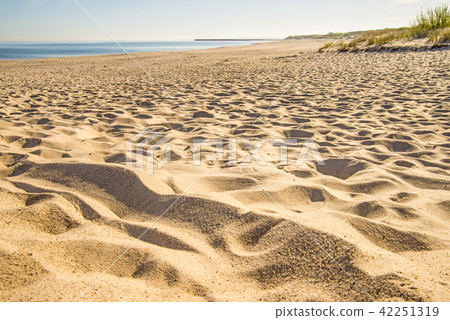 beach of the Baltic sea with beach grass 42251319