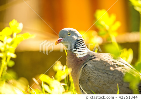 dove sitting in a meadow dove sitting in a meadow 42251344