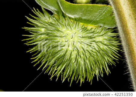 Toloache, pricklyburr, thorny apple 42251350