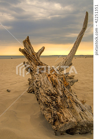 Driftwood at a beach of the Baltic Sea Driftwood at a beach of the Baltic Sea 42251351