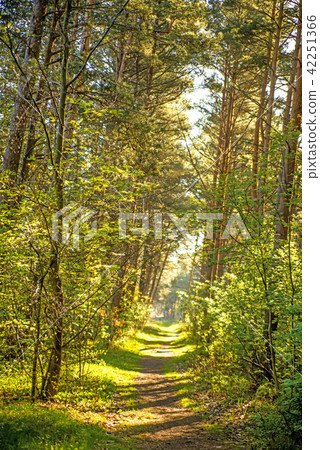 Forest in spring in soft, sunny light 42251366