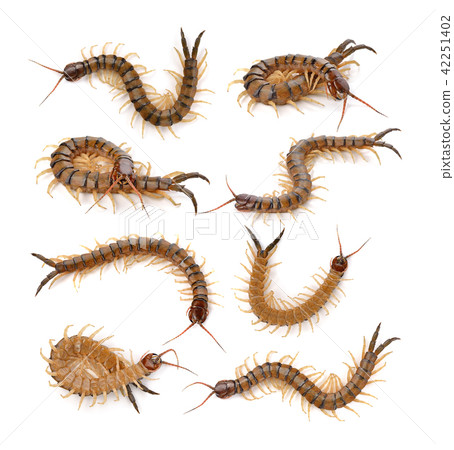 centipede on white background 42251402