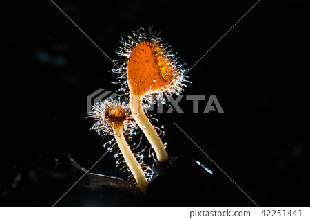 Orange mushroom ,Champagne mushroom Orange mushroom ,Champagne mushroom 42251441
