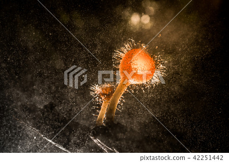 Orange mushroom ,Champagne mushroom 42251442