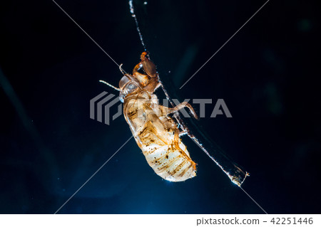 Transparent Cicada shell on stick Transparent Cicada shell on stick 42251446