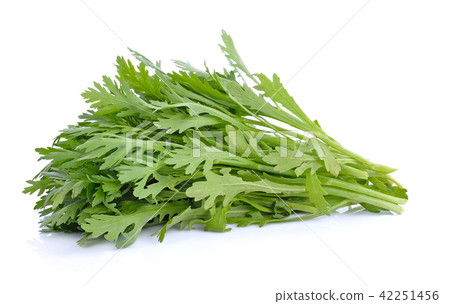 Chrysanthemum coronarium on white background Chrysanthemum coronarium on white background 42251456