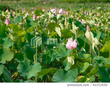 lotus in summer day lotus in summer day 42251650