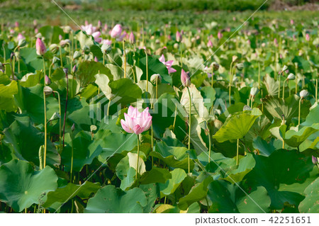 lotus in summer day lotus in summer day 42251651
