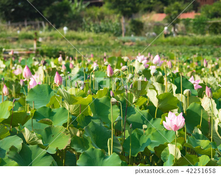 lotus in summer day 42251658