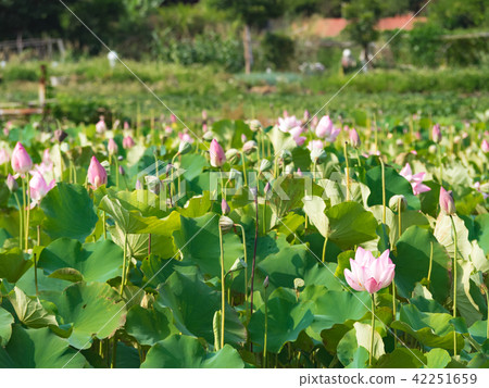 lotus in summer day 42251659