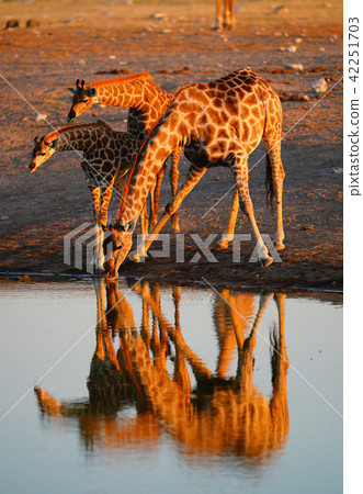 麒麟角 照片素材 圖片 圖庫