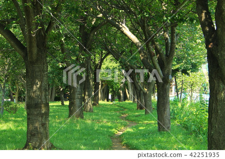 Petit philosophy path of the park full of greenery in the Tama area of Tokyo 42251935