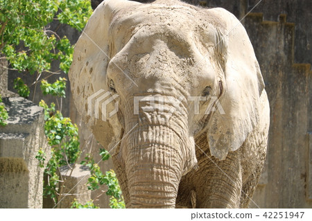 在東山動物園的大象 - 正面·向上 42251947