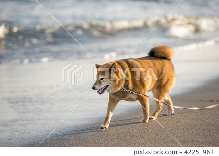 A cute Shiba inu strolling along the sunset seaside 42251961