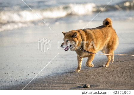 A Cute Shiba Inu Strolling Along The Sunset Stock Photo