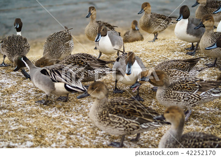 伊豆的鴨子 42252170