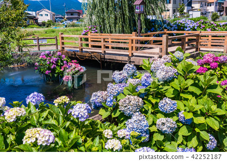 (Kanagawa Prefecture) Hydrangea in the opening town 42252187