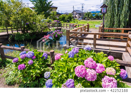 (Kanagawa Prefecture) Hydrangea in the opening town (Kanagawa Prefecture) Hydrangea in the opening town 42252188