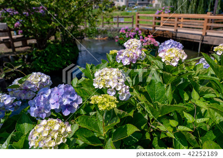 (Kanagawa Prefecture) Hydrangea in the opening town (Kanagawa Prefecture) Hydrangea in the opening town 42252189