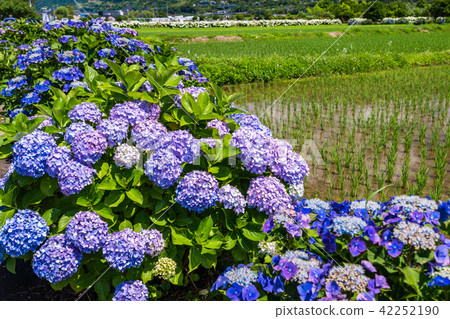 (Kanagawa Prefecture) Hydrangea in the opening town (Kanagawa Prefecture) Hydrangea in the opening town 42252190