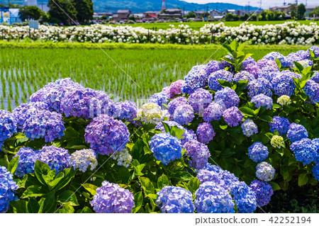 （神奈川縣）開放城鎮的繡球花 42252194