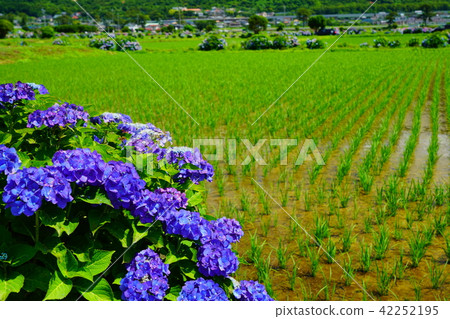 （神奈川縣）開放城鎮的繡球花 42252195