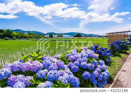 (神奈川縣)開放城鎮的繡球花 (神奈川縣)開放城鎮的繡球花 42252196