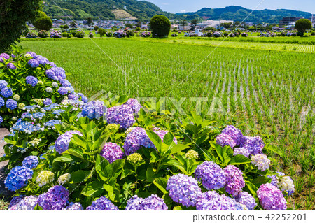 (Kanagawa Prefecture) Hydrangea in the opening town (Kanagawa Prefecture) Hydrangea in the opening town 42252201