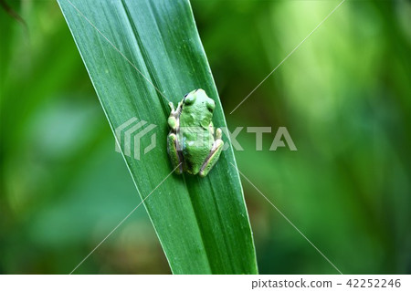 Tree frog Tree frog 42252246
