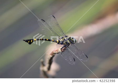 Taiwan Uchiyayama Taiwan Uchiyayama 42252398