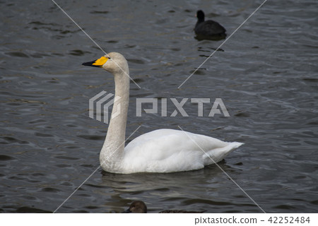 Swan of Izunuma 42252484