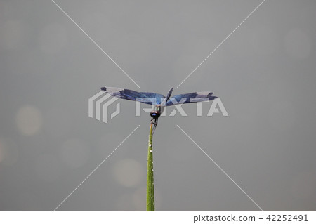 Butterfly dragonfly 42252491