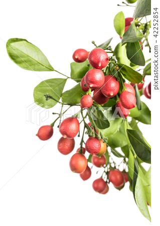 Murraya plant with fruits isolated on a white Murraya plant with fruits isolated on a white 42252854