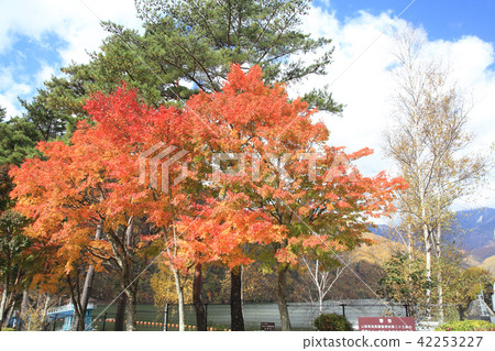 Autumn leaves of Hirose Lake Autumn leaves of Hirose Lake 42253227