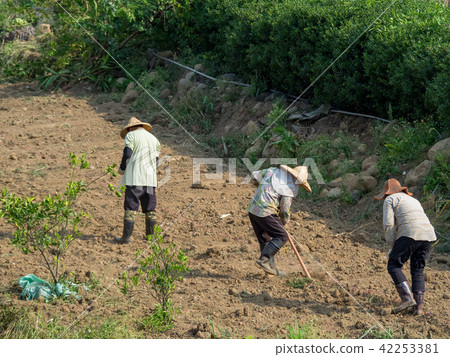 Farmer standing in the field of cultivated 42253381