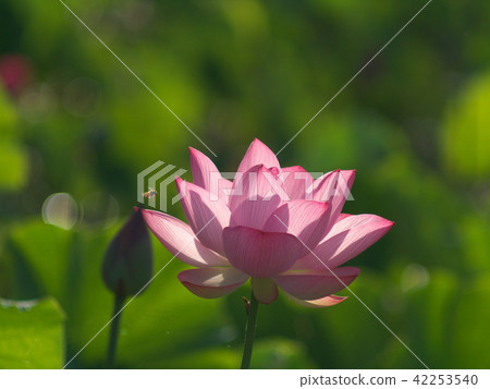 照耀著古老的蓮花（作為獎勵） 42253540