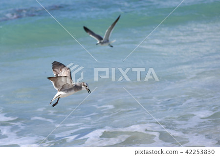 Big seabird Albatross tracks prey above the foamy 42253830