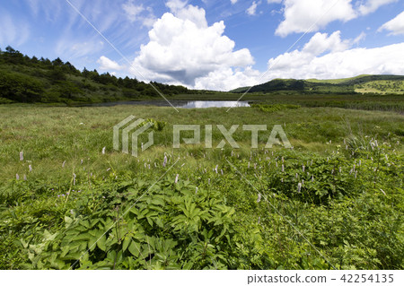 Yatsushima Mire在夏天 Yatsushima Mire在夏天 42254135