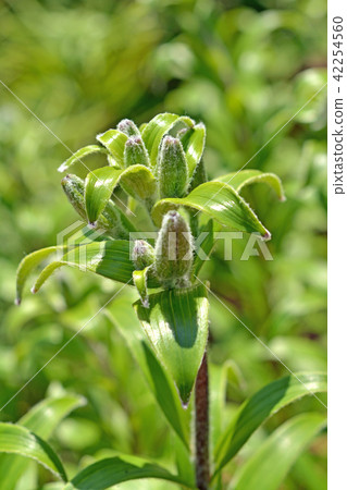 植物:Ougononi百合 植物:Ougononi百合 42254560