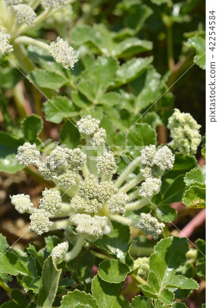 植物：Larrel 42254584