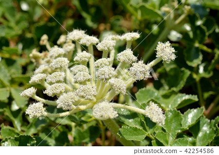 植物:Larrel 植物:Larrel 42254586