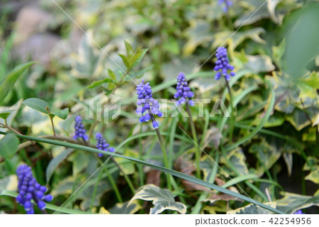 Muscari 42254956