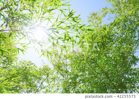 bamboo bamboo 42255573