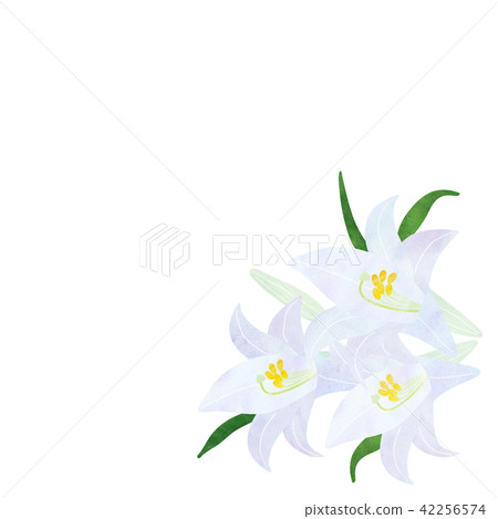 Lily flower 42256574