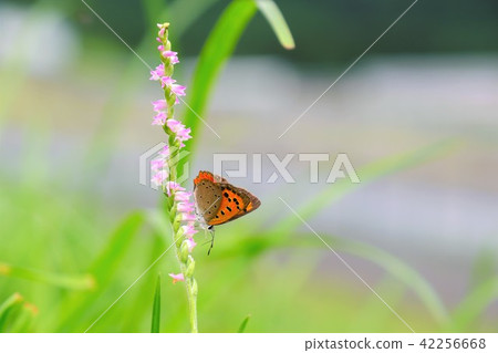 Benish ladder and screw burner Benish ladder and screw burner 42256668