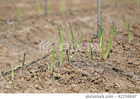 蘆筍田 蘆筍田 42256697