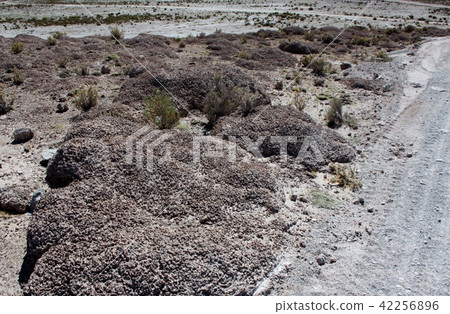 Uyuni salt lake plant 42256896