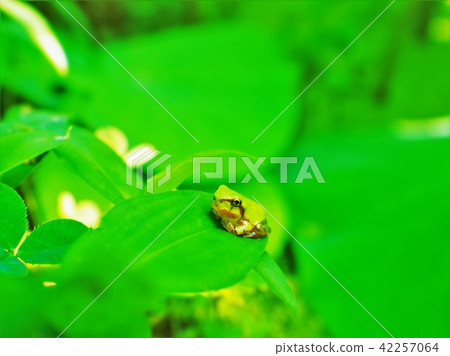  Tree frog on a leaf 42257064