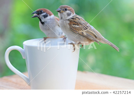 父母和孩子麻雀 42257214