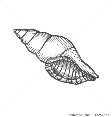 Seashell nautilus Sea shell Seashell nautilus Sea shell 42257333